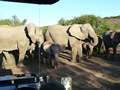 Elephants up close, Amakhala Game Reserve, &copy;Georgie Tarrant